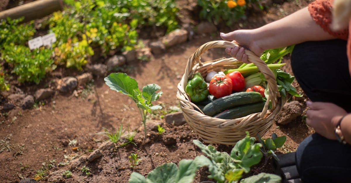 découvrez comment les systèmes alimentaires durables façonnent un avenir plus vert. explorez les pratiques agricoles responsables, la réduction du gaspillage alimentaire, et les initiatives pour nourrir la planète tout en préservant l'environnement.